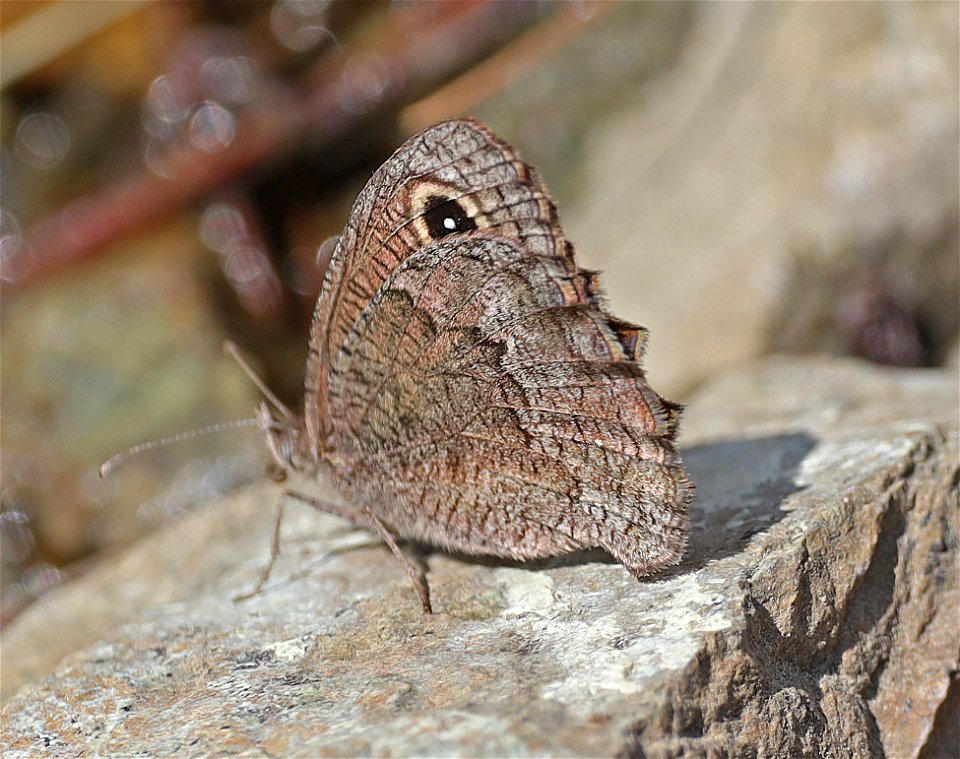 WOOD NYMPH, GREAT BASIN (Cercyonis sthelele) (08-30-2022) 5000 ft, bear basin meadow, six rivers nat forest, del norte co, ca -02