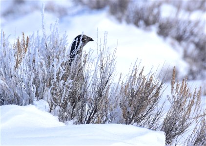 Greater sage-grouse on Seedskadee National Wildlife Refuge