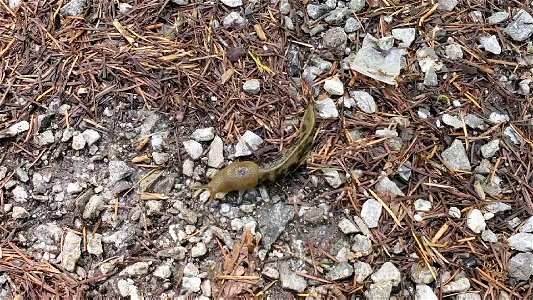 Banana Slug at Old Sauk Trail, Mt. Baker-Snoqualmie National Forest. Video by Sydney Corral May 21, 2021 photo