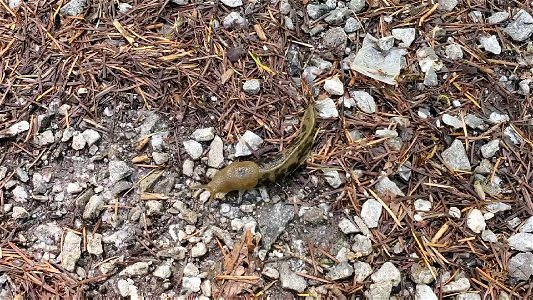 Banana Slug at Old Sauk Trail, Mt. Baker-Snoqualmie National Forest. Video by Sydney Corral May 21, 2021