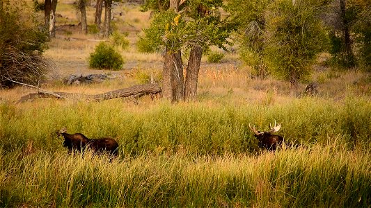 Moose at Seedskadee National Wildlife Refuge