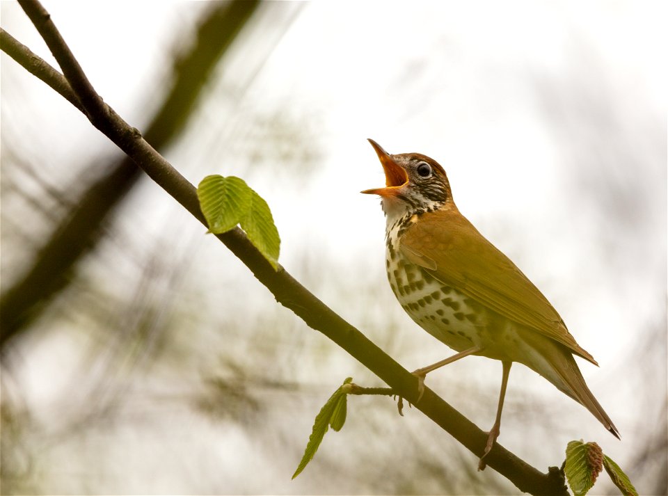 Wood Thrush Singing