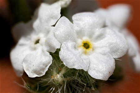 Oreocarya glomerata
