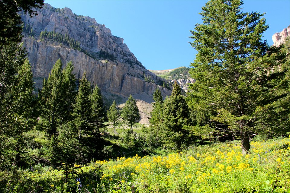 Blooming Mountain Meadow