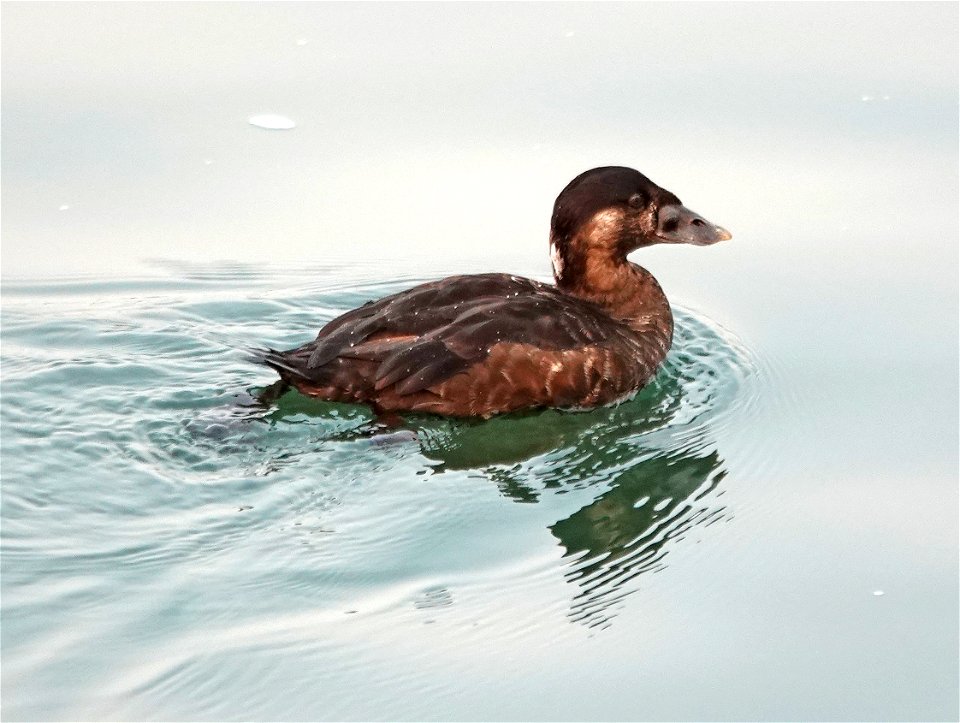053 - SURF SCOTER (8-29-2021) first winter female, crescent city, del norte co, ca -01