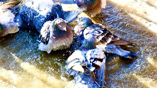 Pigeon Bath