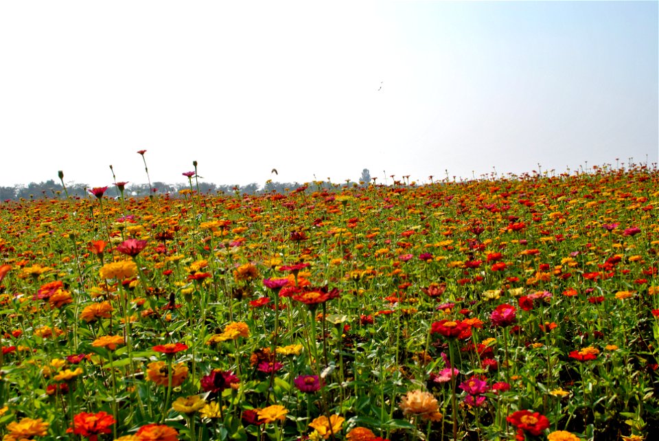 Cosmos Flowers