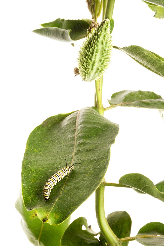 Monarch butterfly caterpillar