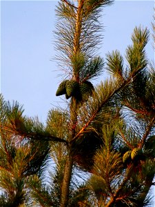 Baby Pine Cones photo