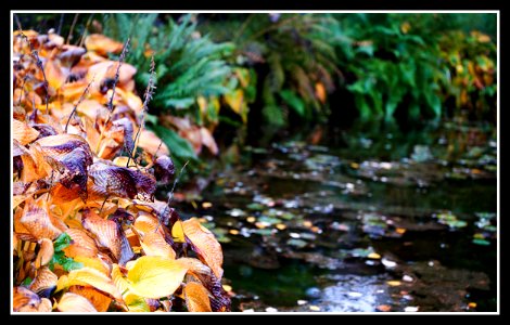 In the garden (autumn is still in the air) photo