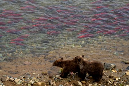 Cubs and salmon - NPS/Lian Law photo