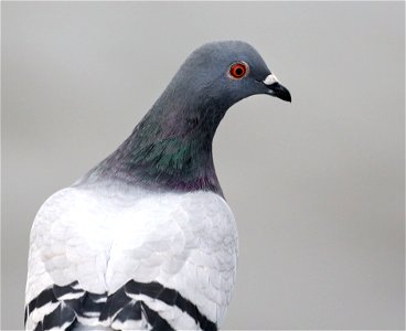 422 - ROCK PIGEON (10-30-2021) crescent city, del norte co, ca -01