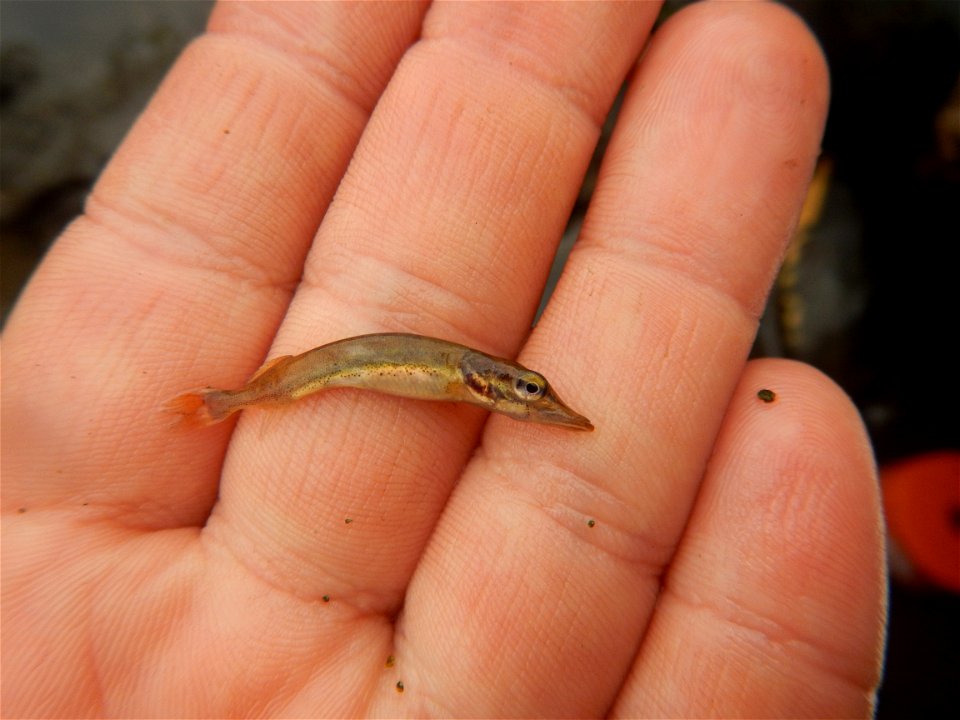 Baby northern pike