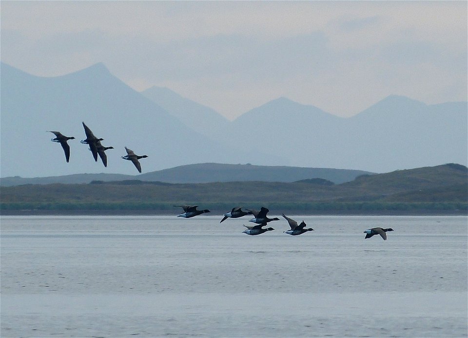 Brant at Izembek Lagoon