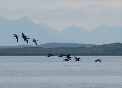 Brant at Izembek Lagoon
