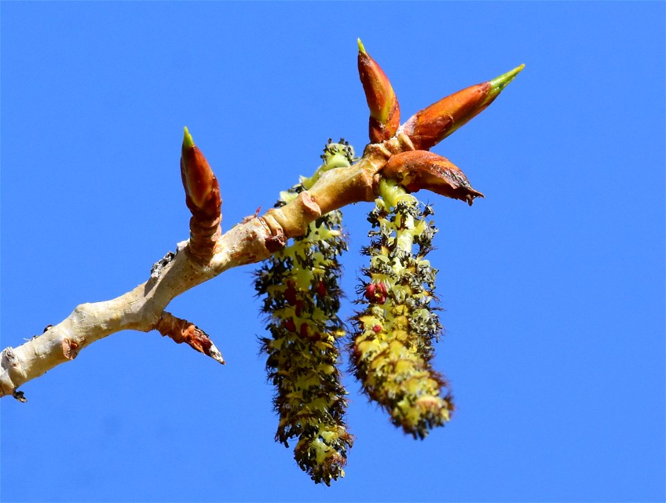 Narrowleaf cottonwood (Populus angustifolia) at Seedskadee National Wildlife Refuge