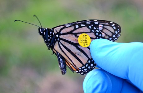 Tagged wintering monarch photo