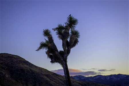 Loggerhead shrike (Lanius ludovicianus) on a Joshua tree photo