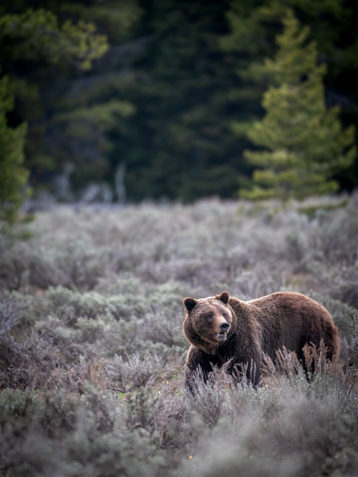 grizzly bear #399 and cub of the year emerge from hibernation on May 16, 2023 - 3