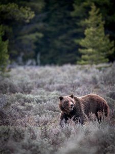 grizzly bear #399 and cub of the year emerge from hibernation on May 16, 2023 - 3 photo