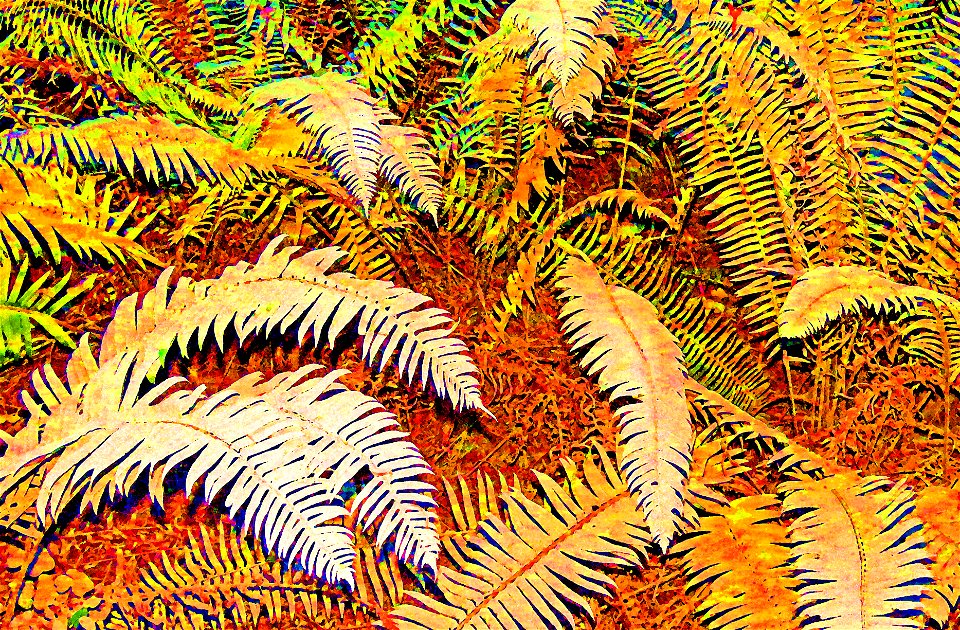 PHOTOSHOP WATERCOLOR STUDIES - Dust on roadside plants, del norte co, ca -12