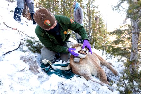Cougar capture and collar: examining cougar before release photo