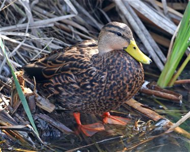 030 - MOTTLED DUCK (12-13-2022) male, birding center, south padre island, cameron co, tx -01