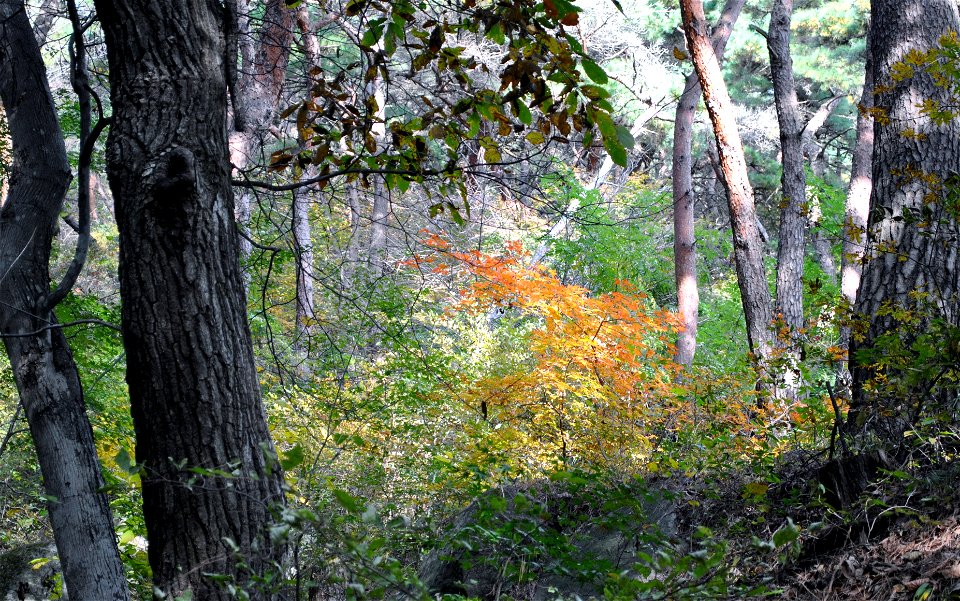 Deoksungsan Mountain