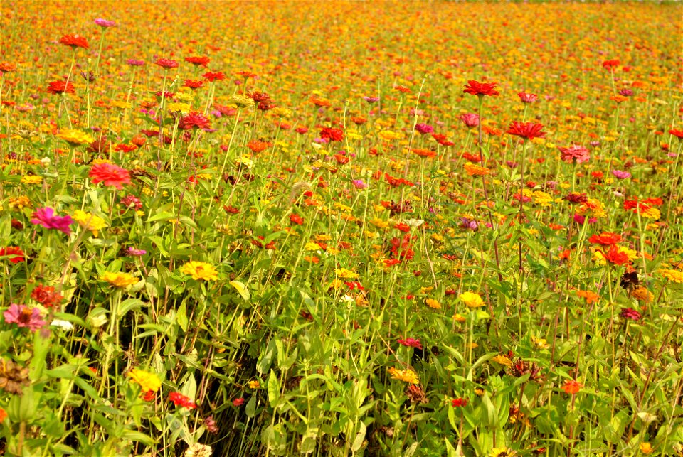 Cosmos Flowers