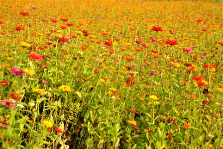 Cosmos Flowers photo