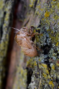 Cicada shed at Big Muddy National Fish and Wildlife Refuge
