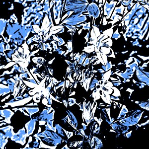 floral_DAP_GrNovel