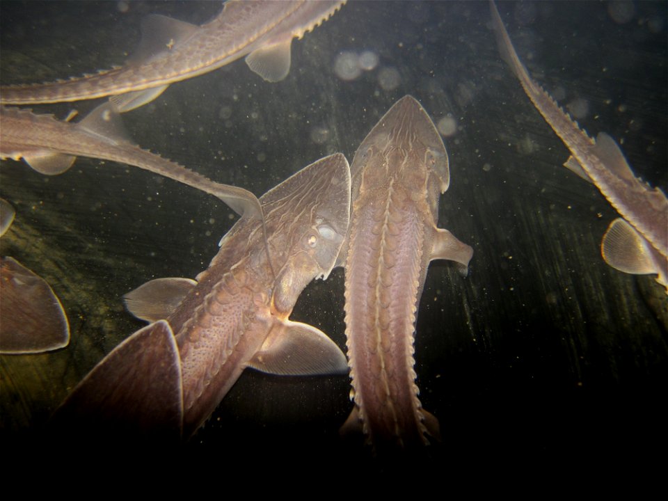 Pallid Sturgeon photo