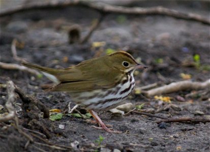Ovenbird