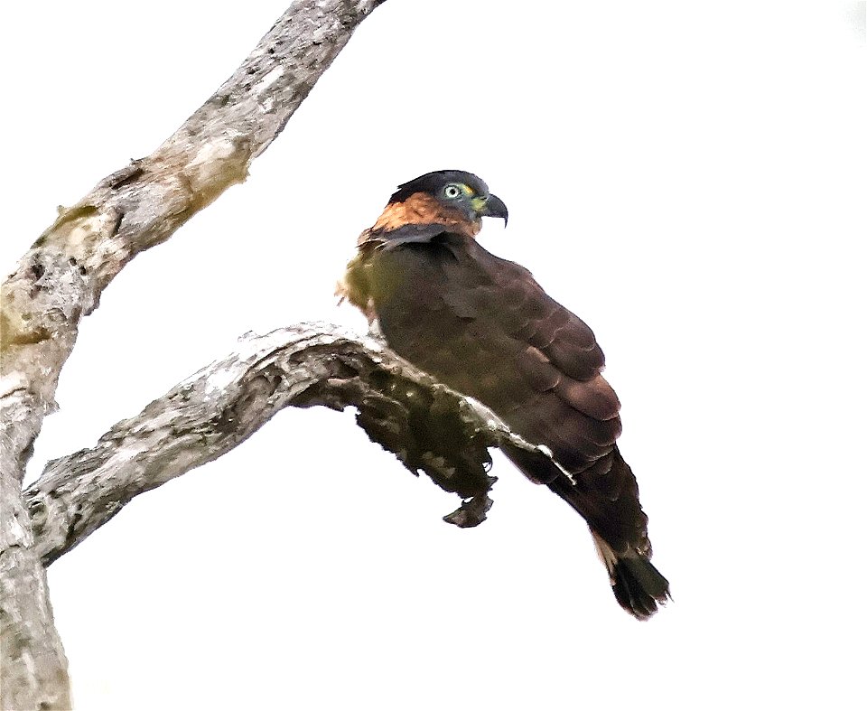 206 - HOOK-BILLED KITE (02-02-2023) bentsen rio grande state park, palmview, hidalgo co, tx -12