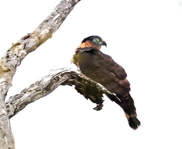 206 - HOOK-BILLED KITE (02-02-2023) bentsen rio grande state park, palmview, hidalgo co, tx -12
