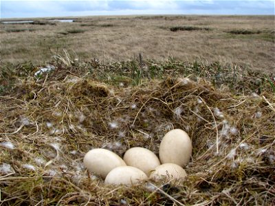 Swan eggs photo