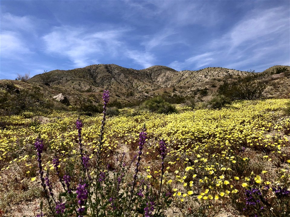 Sand to Snow National Monument bloom