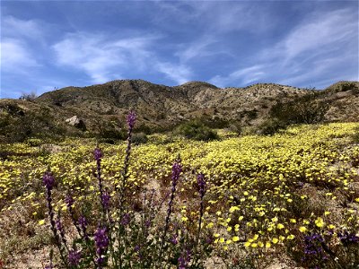 Sand to Snow National Monument bloom photo