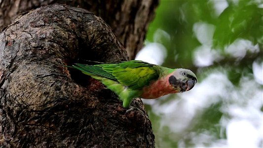 SYT_0012 00_01_03-00_02_29-Red-breasted parakeet