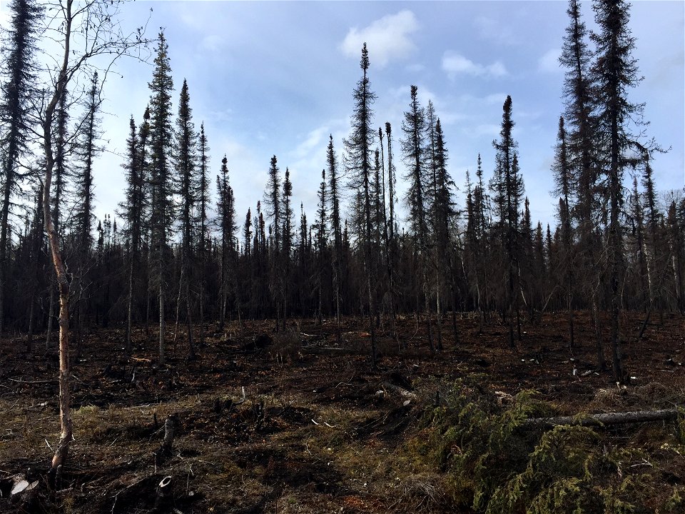 Funny River Fire Recovery 2015
