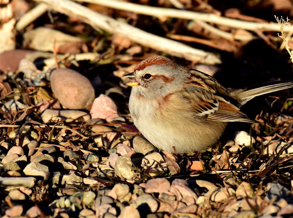 American tree sparrow at Seedskadee National Wildlife Refuge