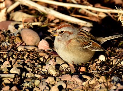 American tree sparrow at Seedskadee National Wildlife Refuge photo
