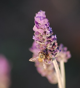 Flower pollen color