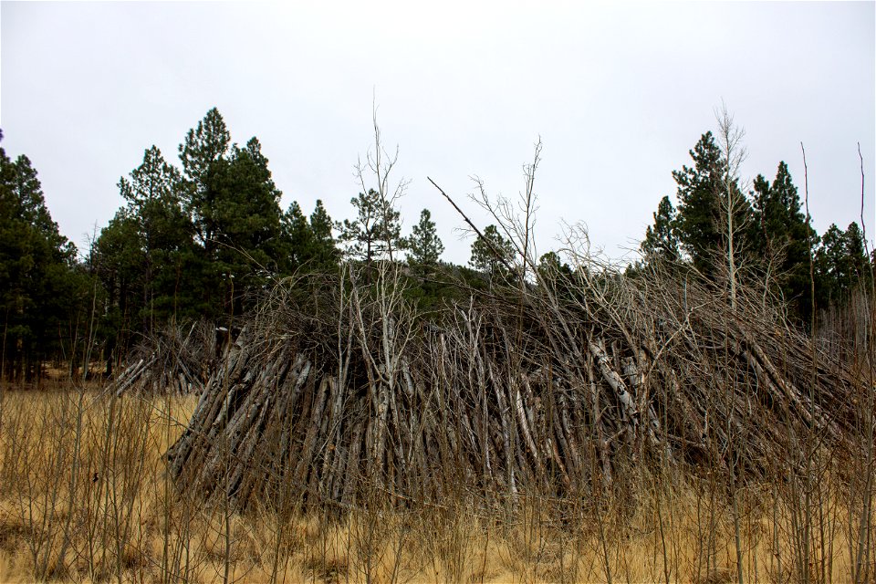 Oystershell scale mitigation field trip 12/7/21