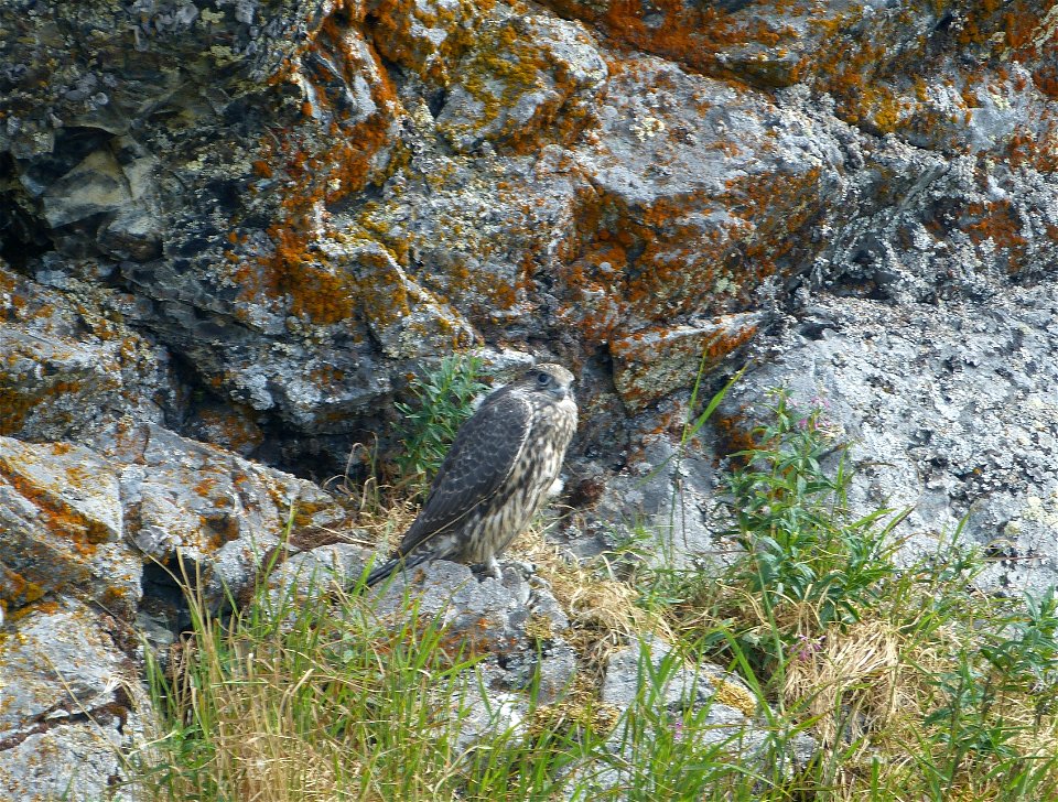 Gyrfalcon fledgling
