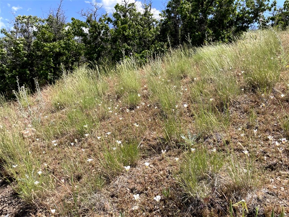 2022 Pollinator Week