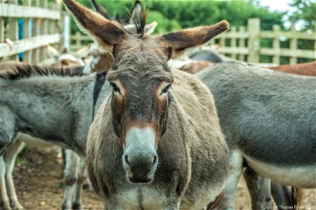 The Donkey Sanctuary Sidmouth