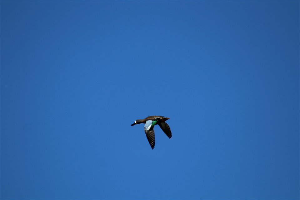 Blue-Winged Teal Lake Andes Wetland Management District South Dakota