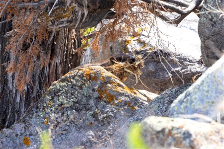 Yellow-bellied marmot with nesting material photo